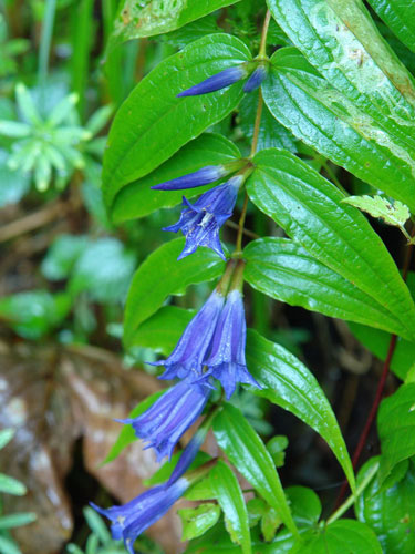 Foto gentiana (c) Petru Goja